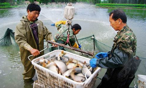 湖南吉首市将水产养殖作为扶贫增收特色产业