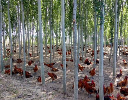北京安定镇白塔村发展林下养殖新模式，促进村民增收