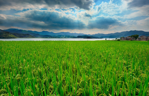 黑龙江正式启动农业财政巨灾指数保险试点工作