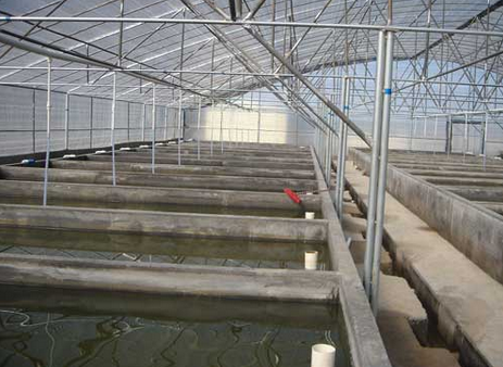 山东东营：水产育苗产业增效明显，上半年产值首次突破亿元大关