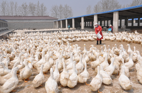 河南淅川县加强畜禽养殖污染整治宣传