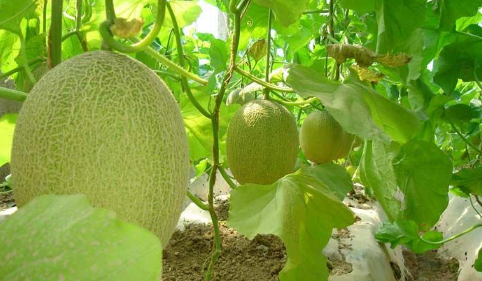 海南乐东：哈密瓜新品种试种成功，不久即将上市