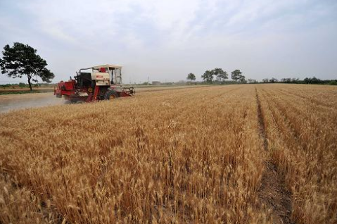 安徽合肥市举办小麦抢种补种及田间管理技术培训会