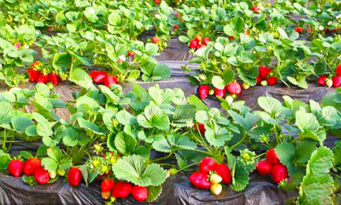 河北省昌黎县：大棚草莓种植面积达2.4万亩，年产值达7.2亿元