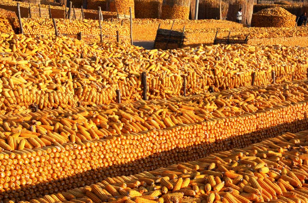 截至12月15日阿根廷玉米播种进度为57.4%