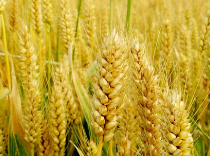 新疆阿克苏地区育出小麦新品种