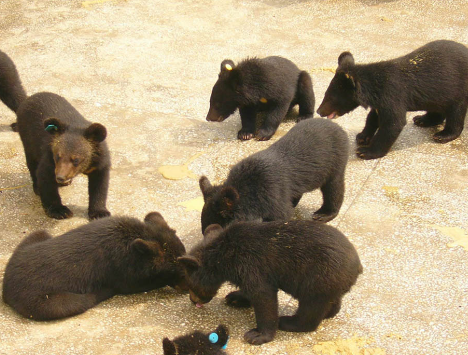 “活熊取胆”引风波，国研中心建议淘汰养熊业