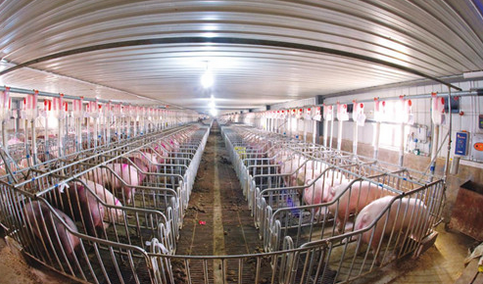 湖南宜章县建规模最大生猪养殖场