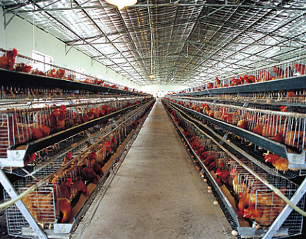 四川通江：农民工返乡建起现代化养殖场，标准化养鸡效益高