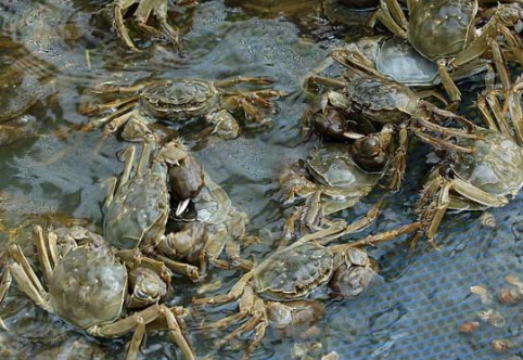 南京高淳区抓好螃蟹养殖后期管理工作