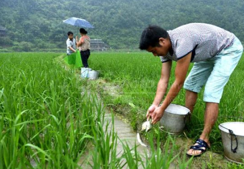 四川省稻田综合种养发展迅猛，种养面积11万公顷