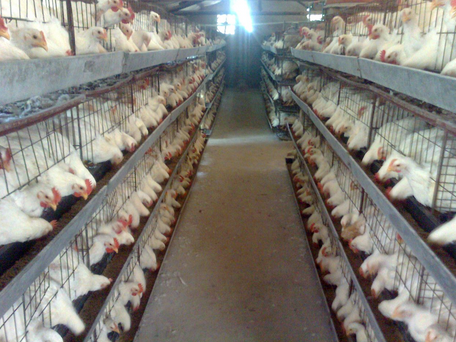 肉鸡精细健康养殖技术交流会在承德县顺利召开