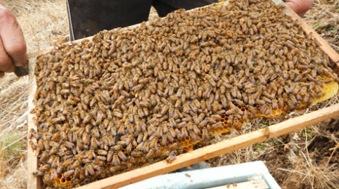 四川万源：致力中蜂养殖，致力“酿”造一项大产业