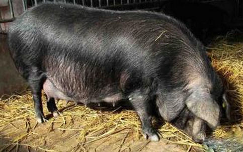 黑龙江兰西县倾力打造民猪特色产业靓丽名片