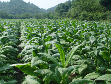 河南灵宝市：2016年烟叶种植每亩产值近4000元