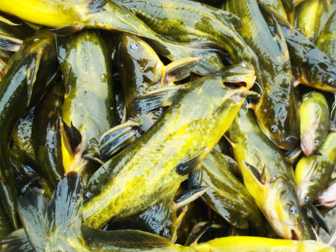 2016年黄颡鱼价格未来预测