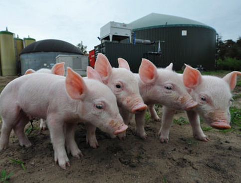 河北安平县：养猪也“发电”，一年发电量达1512万千瓦