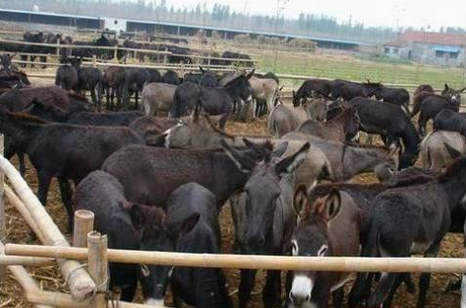 山东东阿：抱团养殖黑毛驴，促进养驴产业健康发展