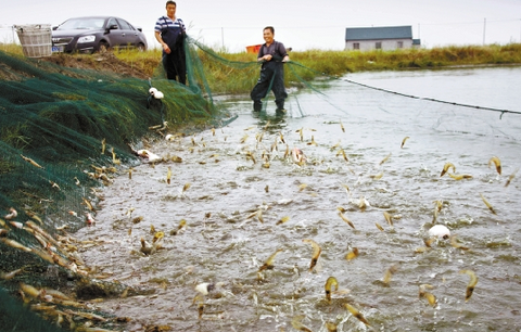浙江萧山：高温天作美，南美白对虾产量预计增加4-5成