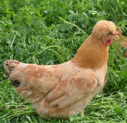 乌兰察布：电商+北京油鸡，给草原带来新财富