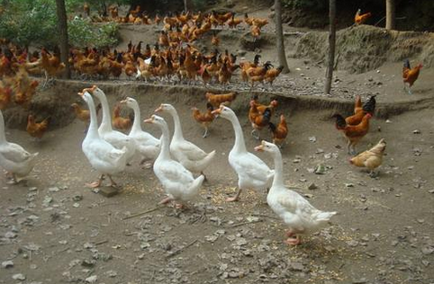 安徽：养殖业加快恢复，秋季又是鸡鸭成群