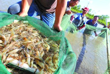 上海：科学养殖对虾保供市场应