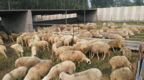 甘肃清水：养羊产业助推群众创收致富