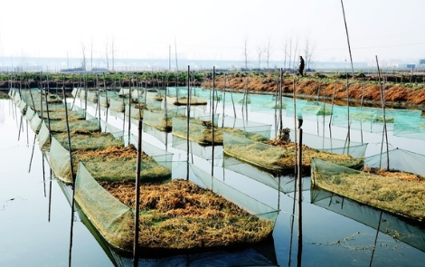 广西北海今年将创建6个水产类现代特色农业示范区