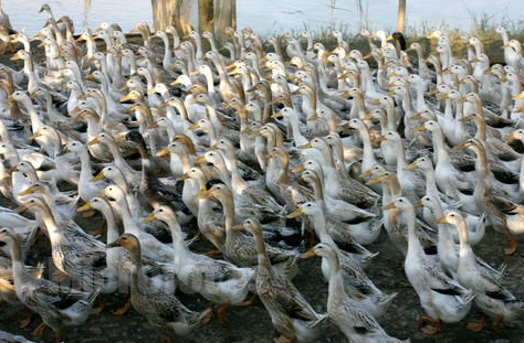 安徽庐江：“扶贫鸭”叫向致富路，群众干劲十足