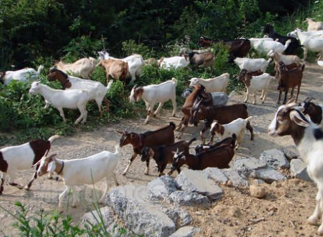 湖南：靖州三锹乡落实山羊养殖保险