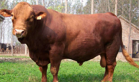 陕西印台：肉牛基础母牛扩群增量核实工作顺利结束