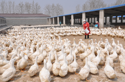 福建福清市加大畜禽养殖场整治力度