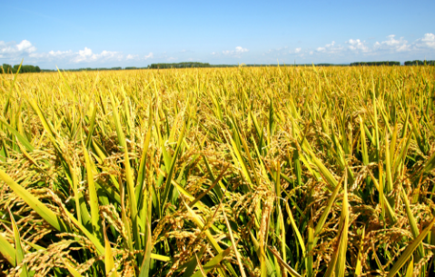 江苏宝应县积极推广新品种，今年水稻单产642公斤