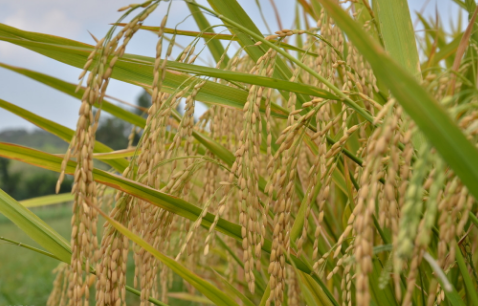 山东东营：积极调整农业产业结构，全市水稻种植34.3万亩莲藕7.2万亩