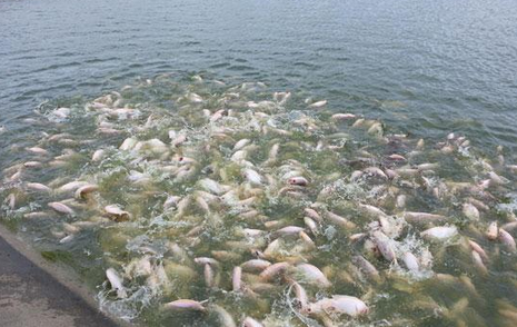 青岛修复渔业资源，11年放流83亿单位水产苗种