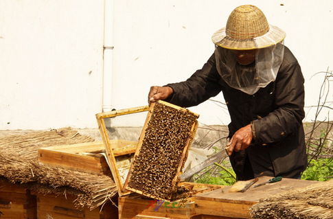 广西昭平：蜜蜂产业为贫困户酿出甜蜜生活