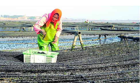 浙江三门县：紫菜养殖户增多，“海上菜园子”增加到1.6万亩左右