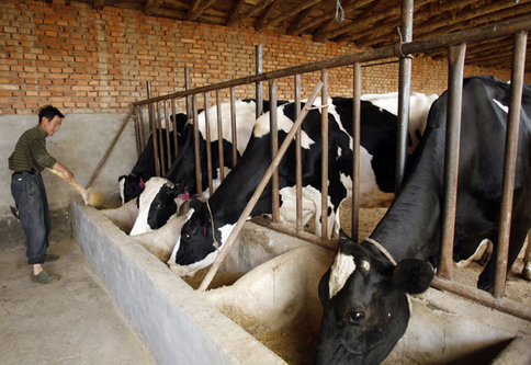 甘肃省启动奶牛养殖业新一轮“洗牌”