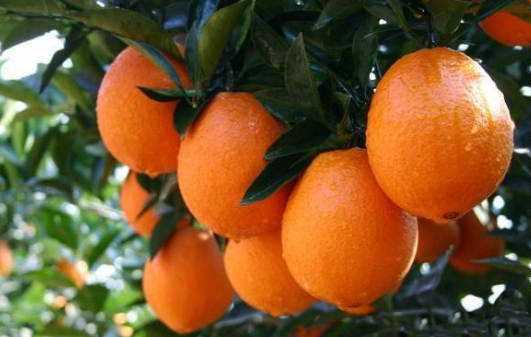 重庆奉节：脐橙开启全网销售新模式