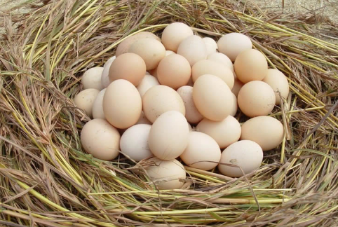 专家预测未来2016鸡蛋行情