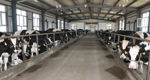 浙江平湖市实行奶牛养殖转产转业补产，推进转型升级