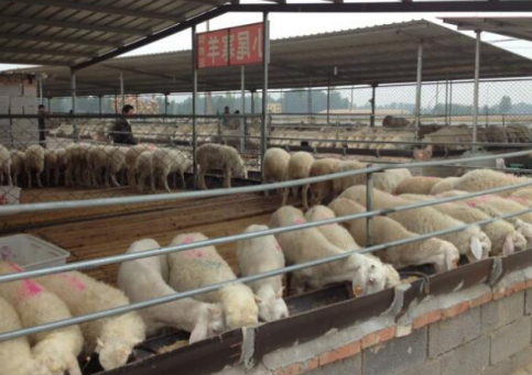 安徽临泉县：6家扶贫突出贡献养羊企业将获10万元奖补