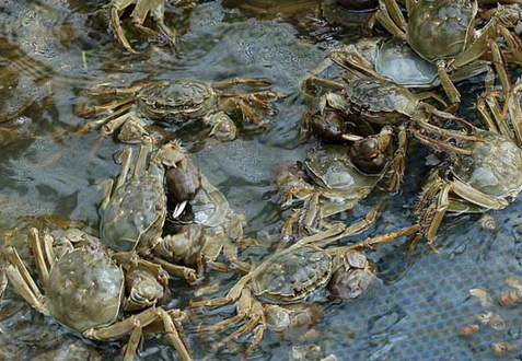 江苏扬中螃蟹养殖有了“保护伞”，“螃蟹保险”每亩保费仅110元