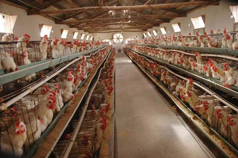 辽宁省启动蛋鸡养殖和目标价格保险，每只蛋鸡只需0.45元保费