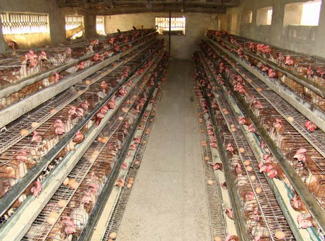 河北省出台2016年畜禽标准化养殖项目指导意见