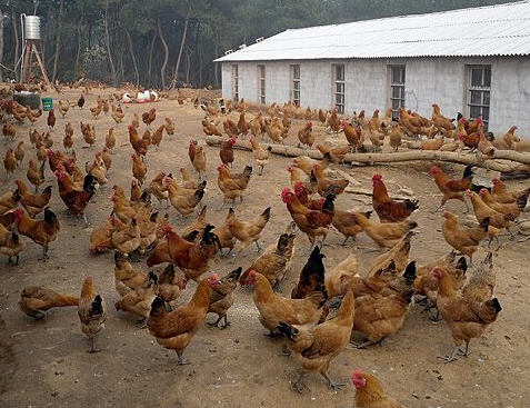 天津2016年将完成108个肉鸡养殖基地建设，并启动“放心猪肉”工程