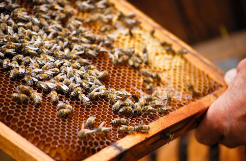 贵州纳雍县：养蜂大户坚持六年终得蜜蜂成群，教人养蜂蜜更甜