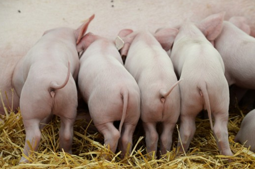 今日猪价格全国走势
