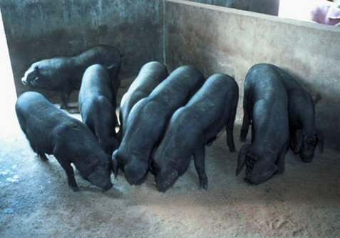 首农集团黑猪养殖基地落户张家口，疏解北京非首都功能