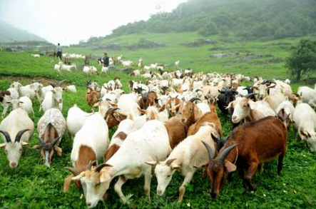 贵州务川：农技人员走门串户传技术，让示范户放心饲养发“羊”财